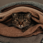 Cara Menghilangkan Bulu Kucing di Baju dengan Mudah dan Praktis