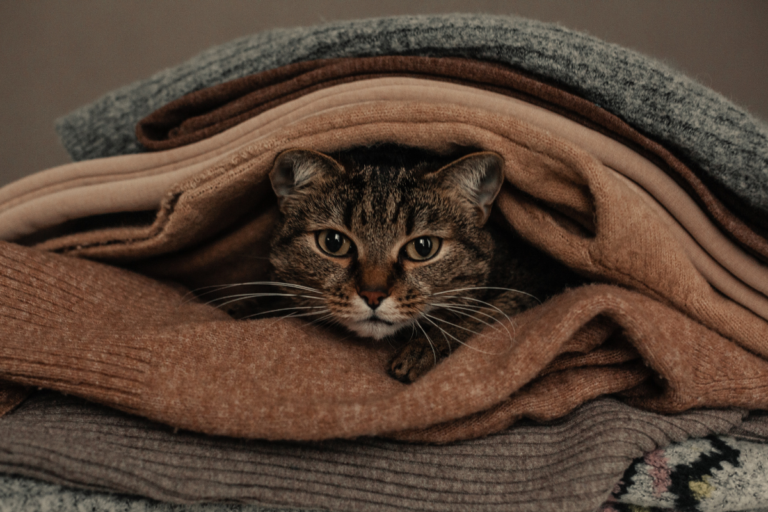 Cara Menghilangkan Bulu Kucing di Baju dengan Mudah dan Praktis